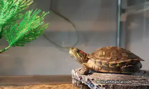 ஆமை உருவத்தை வீடுகளை வைக்கலாமா கூடாதா? என்ன சொல்கிறது சாஸ்திரம்!