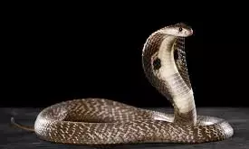 கனவுகளில் பாம்புகளா? பாம்பு கனவுகளுக்கு பின்னிருக்கும் ஆச்சரிய பலன்கள்