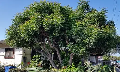 வேப்பிலை இந்து மரபில் அதிக முக்கியத்துவம் பெறுவது ஏன்? அறிவியல் காரணங்கள்