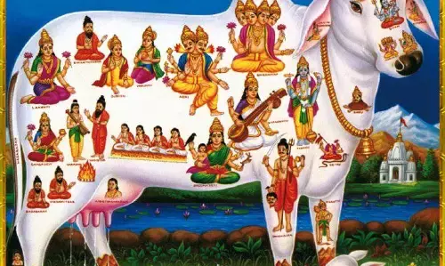 முப்பதி மூன்று கோடி தேவர்களின் ஆசி ஒரு பசுவை வணங்குவதால் கிடைக்கும்!