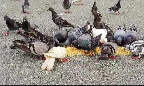 பறவைகளுக்கு உணவளிப்பதன் ஆன்மீக முக்கியத்துவம் என்ன?