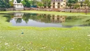 கோவில் குளத்தைக் கண்டுகொள்ளாத அறநிலையத் துறை - கழிவுநீர்த் தொட்டியாக மாறியதால் பக்தர்கள் வேதனை! கோவில் குளத்தைக் கண்டுகொள்ளாத அறநிலையத் துறை - கழிவுநீர்த் தொட்டியாக மாறியதால் பக்தர்கள் வேதனை!