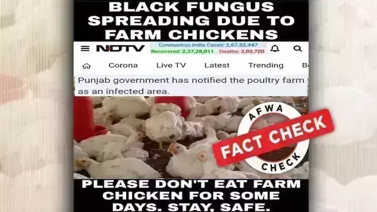 பண்ணை கோழிகளால் கருப்பு பூஞ்சை பரவுகிறதா? உண்மை என்ன?