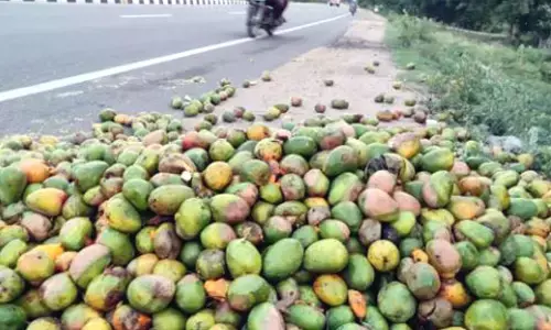 கிருஷ்ணகிரி: விற்பனை இல்லாததால் சாலையில் கொட்டப்படும் மாம்பழங்கள்.!