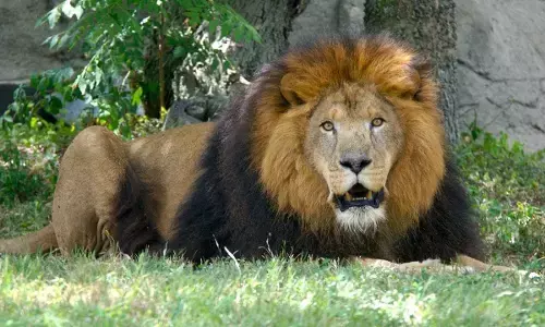 வண்டலூர் உயிரியல் பூங்காவில் 9 சிங்கங்களுக்கு கொரோனா வைரஸ் உறுதி.!