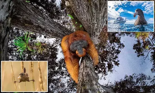 கேரள புகைப்பட கலைஞரின் வித்தியாசமான கருத்து புகைப்படத்திற்கு சர்வதேச விருது.!