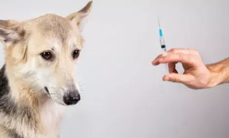 உலகிலேயே முதன் முறை: ரஷ்யாவில் விலங்குகளுக்கு வெற்றிகரமான கொரோனா தடுப்பூசி.!