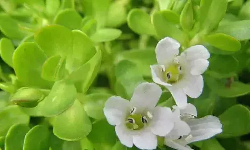 நமது மூளையின் செயல்பாடுகளை அதிகரிக்கும் அரியவகை மூலிகை.!