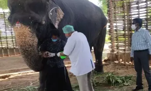 வண்டலூர் பூங்காவில் சிங்கம் மரணம் எதிரொலி.. திருச்சியில் 6 யானைகளுக்கு கொரோனா பரிசோதனை.!