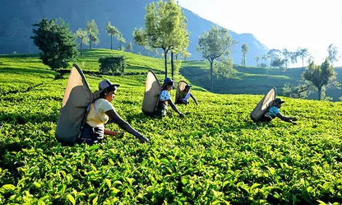 இலங்கை : நோய் தொற்றின் சமயத்தில் வாயில்லா ஜீவன்களுக்கு உணவளிக்கும் ரோட்டரி கழகம்.!