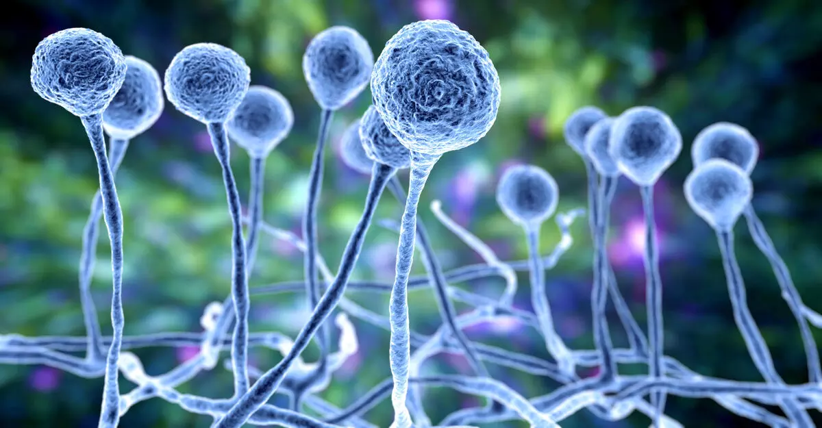 இந்த வகையை சேர்ந்தவர்கள், பூஞ்சைத் தொற்றுக்கு பயப்படத் தேவையில்லை.! இந்த வகையை சேர்ந்தவர்கள், பூஞ்சைத் தொற்றுக்கு பயப்படத் தேவையில்லை.!