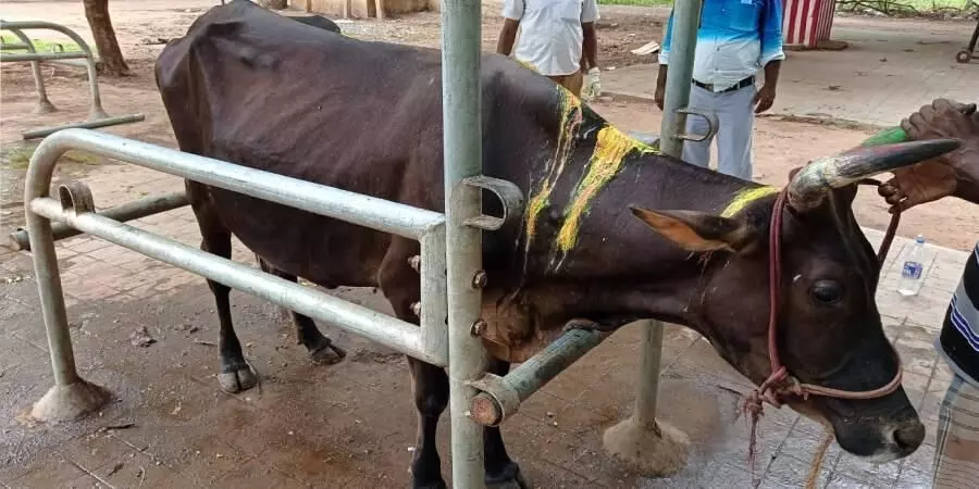 மதுரையில் பசு மாடுகள் மீது திராவகம் வீசும் சமூக விரோதிகள் - மக்கள் கொதிப்பு!