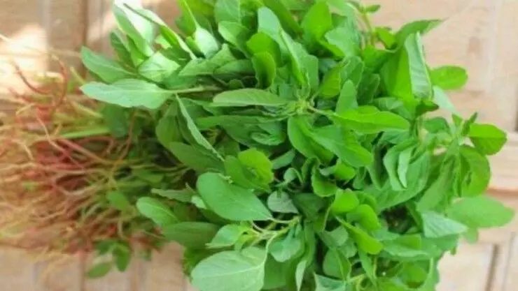 இதை எடுத்துக்கொள்வதால் ரத்தத்தில் உள்ள நச்சுப்பொருட்கள் வெளியேறுமாம்! இதை எடுத்துக்கொள்வதால் ரத்தத்தில் உள்ள நச்சுப்பொருட்கள் வெளியேறுமாம்!