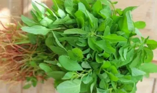 இதை எடுத்துக்கொள்வதால் ரத்தத்தில் உள்ள நச்சுப்பொருட்கள் வெளியேறுமாம்! இதை எடுத்துக்கொள்வதால் ரத்தத்தில் உள்ள நச்சுப்பொருட்கள் வெளியேறுமாம்!