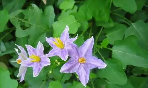 உடல் வலிமை பெற நாம் கட்டாயம் எடுத்துக் கொள்ள வேண்டிய மூலிகை!