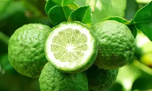 ஆயுர்வேத மருத்துவத்தில் அதிகமான பங்கு இந்த இலைகளுக்கும் உண்டு!