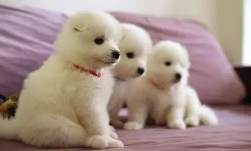 குட்டி நாய்களை குறிவைக்கும் பார்வோ வைரஸ்.. எச்சரிக்கும் கால்நடை மருத்துவர்கள்.!