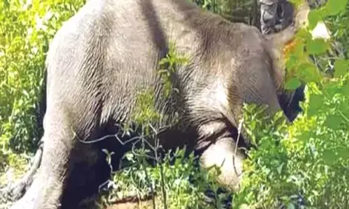 மேட்டூர் அருகே அரை டன் பனம்பழம் தின்ற காட்டு யானை உயிரிழப்பு.!