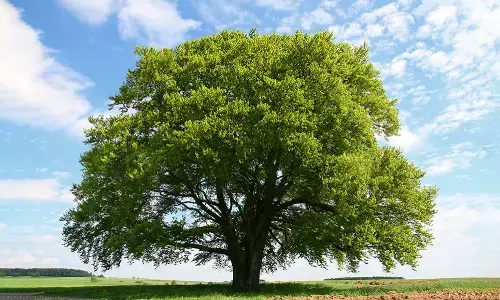 மரங்களுக்கும், மனிதர்களின் நேர்மறை ஆற்றலுக்கும் சம்பந்தம் இருக்கிறதா?