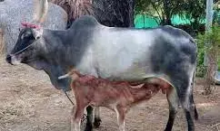 வீடுகளில் மாடு, நாய் வளர்த்தால் வரி செலுத்த வேண்டும் !  அதிர்ச்சியடைந்த தமிழக மக்கள் !