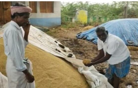 தி.மு.க. அரசின் மெத்தனப்போக்கு ! 50 ஆயிரம் நெல் மூட்டைகள் மழையில் நனைந்து நாசம் !