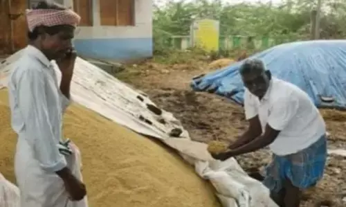 தி.மு.க. அரசின் மெத்தனப்போக்கு ! 50 ஆயிரம் நெல் மூட்டைகள் மழையில் நனைந்து நாசம் !