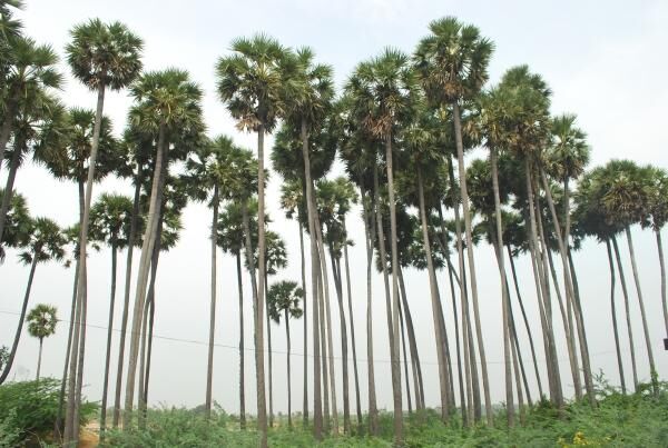 ரூ.3 கோடியில் பனை மேம்பாட்டு இயக்கம்.. வேளாண் பட்ஜெட்டில் அறிவிப்பு.!