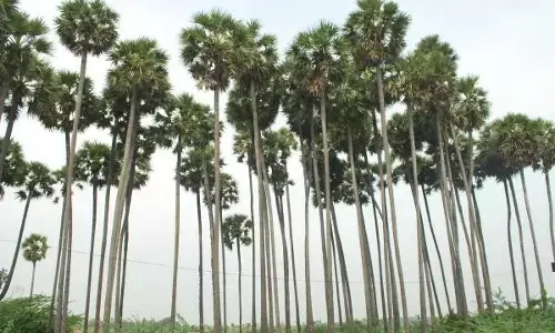 ரூ.3 கோடியில் பனை மேம்பாட்டு இயக்கம் ! வேளாண் பட்ஜெட்டில் அறிவிப்பு !