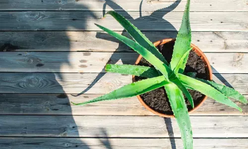 கற்றாழைச் சாற்றில் இருக்கும் அற்புத நன்மைகள் !