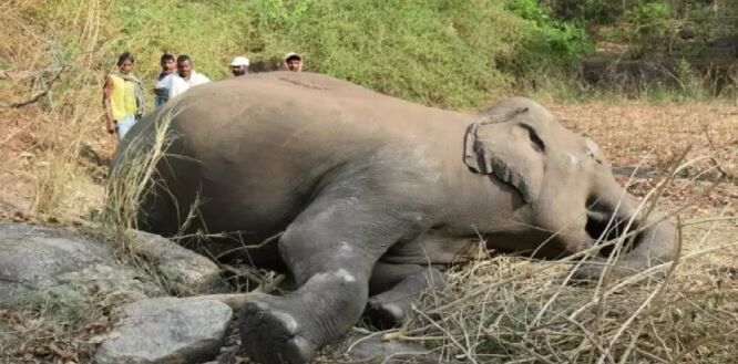 கோவையில் 3 யானைகள் வேட்டை ! 10 ஆண்டுகள் கழித்து சி.பி.ஐ. வழக்குப்பதிவு!