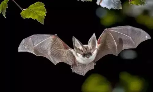 கொரோனாவை விட ஆபத்தானது நிபா வைரஸ்.. எச்சரிக்கை செய்த சிடிசி !