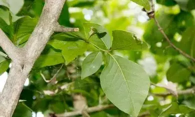 சிவபெருமானின் மூன்றாம் கண்ணை இது உணர்த்துகிறது !