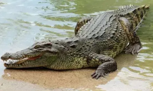 விநாயகர் சிலை கரைக்க அமைத்த குளத்தில் முதலை ! அதிர்ச்சியடைந்த பக்தர்கள்!