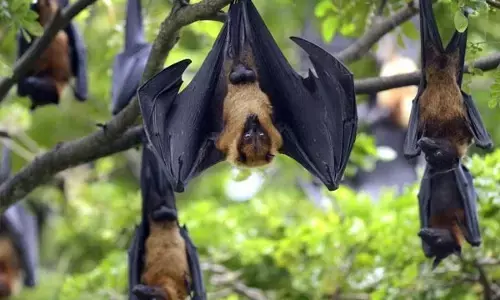 எல்லையில் முகாமிட்டுள்ள ஆயிரக்கணக்கான வௌவால்கள் ! நிபா வைரஸ் அச்சத்தில் தமிழக மக்கள் !