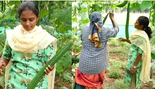 கொரோனாவில் தொடங்கிய விவசாயத் தொழில் ! காய்கறி விளைச்சலில் அசத்தும் பி.டெக் பெண்!