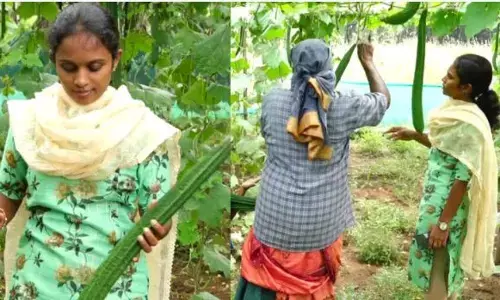 கொரோனாவில் தொடங்கிய விவசாயத் தொழில் ! காய்கறி விளைச்சலில் அசத்தும் பி.டெக் பெண்!