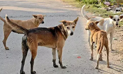 திருப்பூர்: வீட்டு வாசலில் விளையாடிய சிறுவனை கடித்துக் குதறிய 5 தெருநாய்கள்!