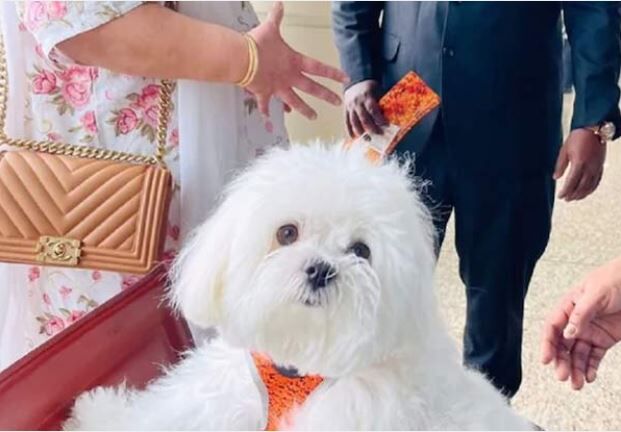 செல்லப்பிராணிக்காக ரூ.2 லட்சம் செலவு செய்த பெண்! குவியும் பாராட்டுக்கள்!