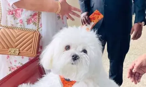 செல்லப்பிராணிக்காக ரூ.2 லட்சம் செலவு செய்த பெண்! குவியும் பாராட்டுக்கள்!