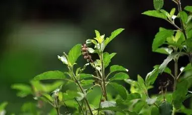 துளசி இருக்கும் இடம் தெய்வம் இருக்கும் இடம் ஆகும். அங்கே எந்த விதமான நோய்களும், யம பயமும் இன்றி ஒருவர் பரிபூரண நல்வாழ்வை வாழ முடியும் !
