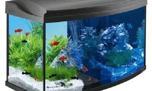 வாஸ்து சாஸ்திரத்தின் படி, மீன் தொட்டியில் இருக்கும் நீர் ஓட்டம், ஒருவரின் வாழ்கை எந்தவித தடையுமின்றி இயங்குவதை குறிக்கிறது !