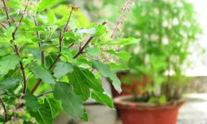 சிறப்பு வாய்ந்த மூலிகையாக அறியப்படும் இதன் நன்மைகள் !