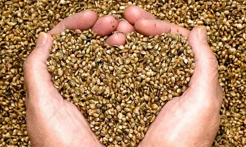 இதயநோய் அபாயத்தை குறைக்கும் இந்த விதை பற்றி தெரியாத தகவல்கள் !