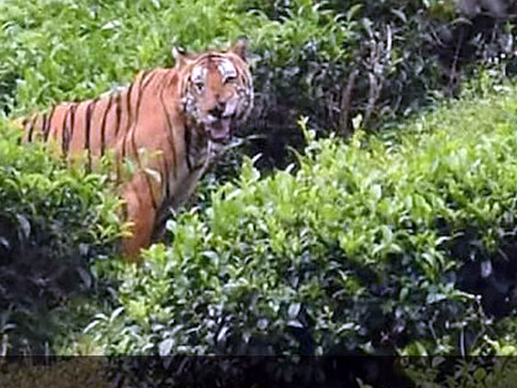 நீலகிரி: மனிதர்களை கொல்லும் புலியை சுட்டுக்கொல்ல உத்தரவு! வனவிலங்கு ஆர்வலர்கள் எங்கே!