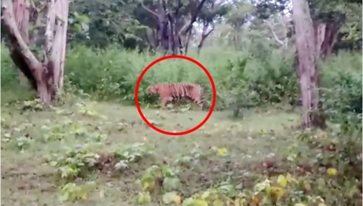 ஆட்கொல்லி புலி சுட்டு கொல்லப்படுமா? வனத்துறை வெளியிட்ட தகவல்.!