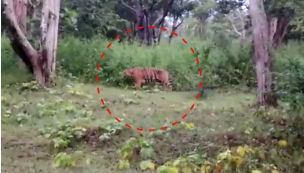 நீலகிரி ஆட்கொல்லி புலியை கொள்வதா ? அதிரடி உத்தரவை பிறப்பித்த சென்னை உயர்நீதிமன்றம் !