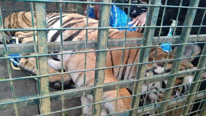 21 நாட்கள் போராட்டத்திற்கு பின்னர் டி23 புலி பிடிப்பட்டது!