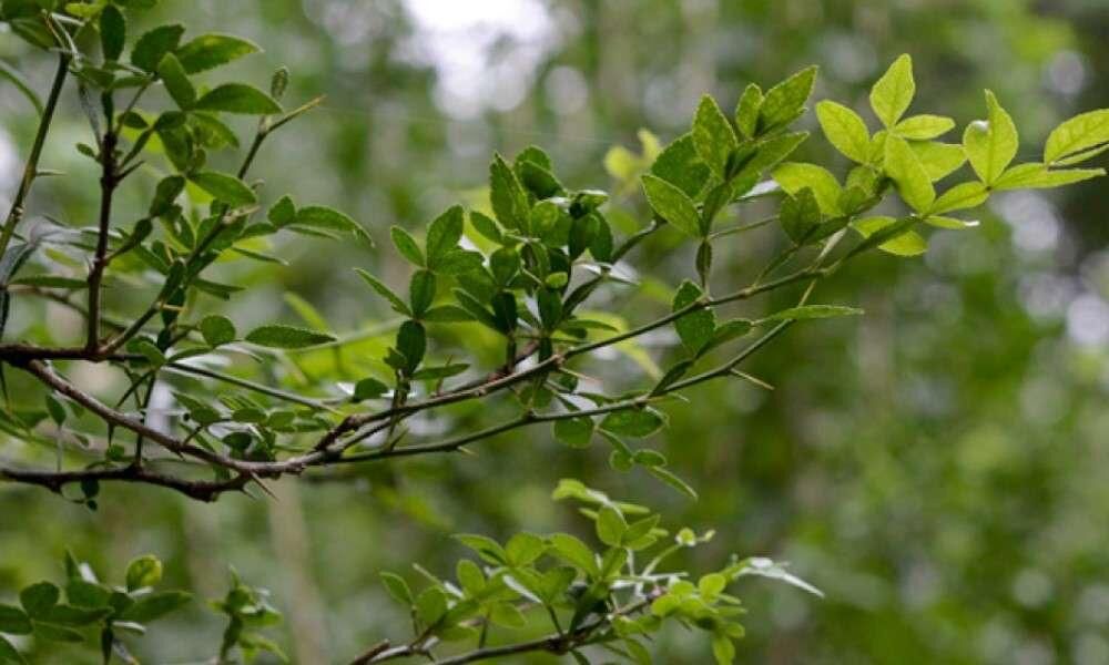 வில்வம் என்பது சிவபெருமானின் அடையாளம் !