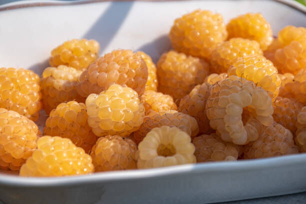 புற்று நோய் எதிர்ப்பு பண்புகளை அதிகம் கொண்ட இதன் விசேஷ குணங்கள் !