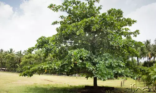 இறைவனுக்கு நிகராக இயற்கையின் அம்சமான ஸ்தல விருட்சத்தை வணங்குவது ஏன்?